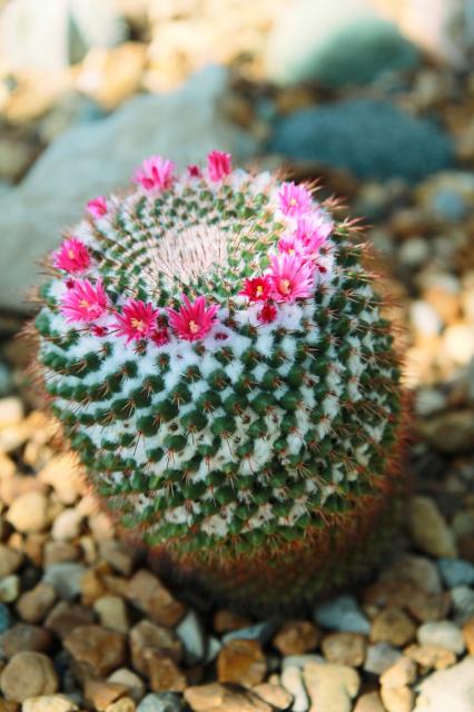 Photo of a small barrel shaped cactus with spines and white fuzz between where the spines are raised. It has a circular crown of small pink blooms.