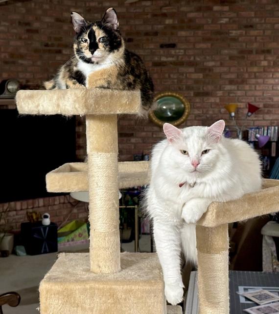 Patches, a short-haired calico, is sitting on the top stand of a multi-story cat tree.

Aiko, a long-haired white cat, is sitting on the ledge below her.