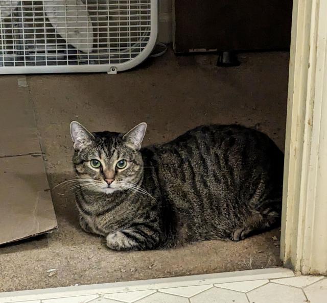 Tabbie cat sitting in hallway looking through door into bathroom 