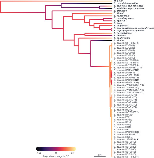 phage infectivity shown as ancestral traits across the host bacteria tree