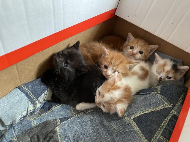 5 kittens in a box. One of them is fully black, two of them are mostly orange with some white, one is mostly white with some orange, and one is a calico.