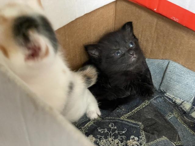 A close-up of the black kitten. He looks fierce.