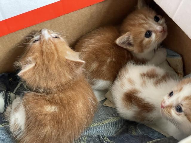 Another picture of the kittens. You can see the two mostly orange ones, and the one who's mostly white. They are fluffy and they have pink noses.
