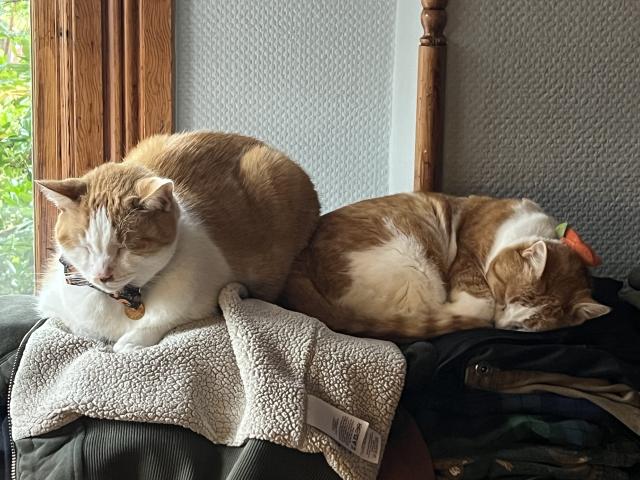 Catsby, an orange and white cat, loafs on a fluffy hoodie. Cheddars, also an orange and white cat, curls up in a ball leaning against Catsby, atop a stack of folded t-shirts