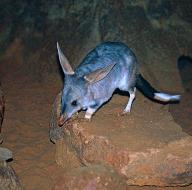 A gray strange shrew faced rabbit like creature. Pointed ears, little clawed feet. Big marsupial vibes.

Greater Bilby (Macrotis lagotis), family Tylacomyidae, found in NW Australia