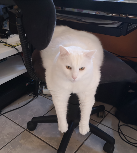 A fluffy cat on an office chair with both front legs hanging down.