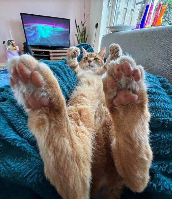 cat beans