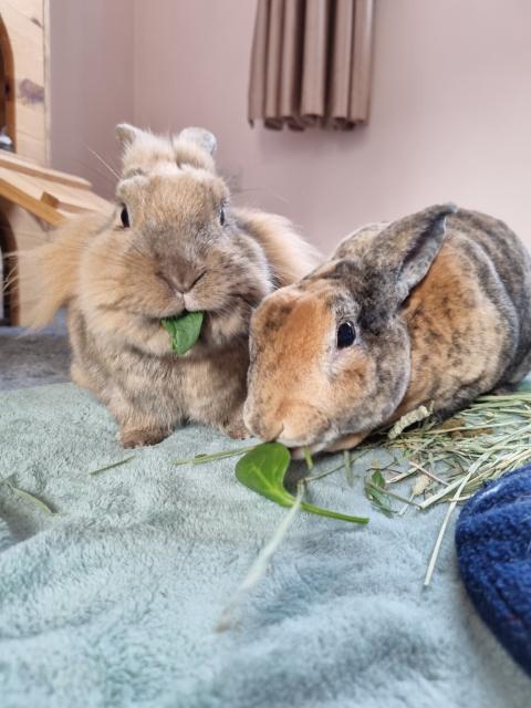 A photograph of two bunnies enjoying a snack of spinach
