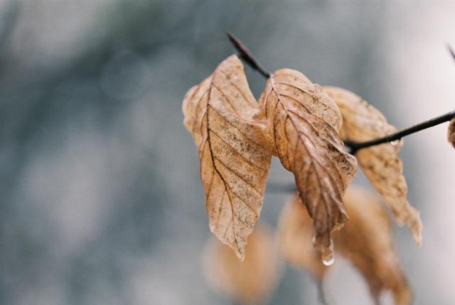 Close up colour photograph of some dried out beech leaves on a tree on a wet day in winter.

The leaves are hanging heavily with raindrops, and they have an almost papery quality to them. They are a soft brownish orange colour, which contrasts with the cool grey tones of the blurred background.