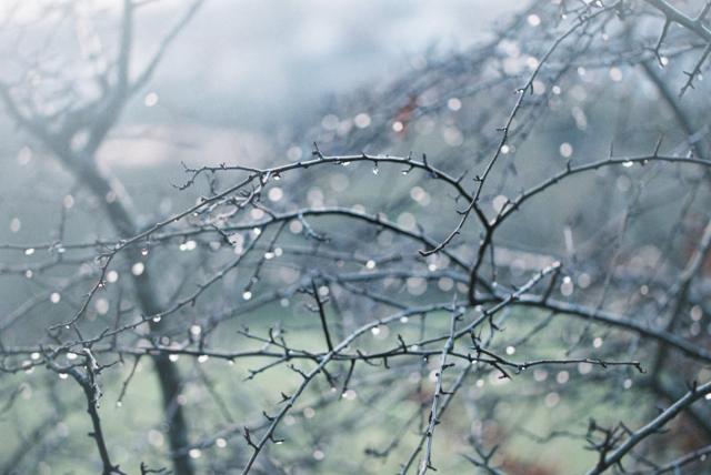 Colour photograph of a tangle of bare winter branches with waterdrops on them.

The branches are thin and dark in colour, and they are covered in hundreds of small waterdrops that appear as white points of light. Some of the branches closest to the camera are in sharp focus, falling away to a blur in the background. 

There is a slightly haziness to the image that comes from a misted up lens, and the colour tones are cool soft greens and greys. 