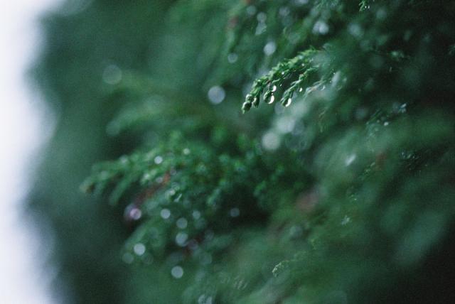 Close up detail of part of an evergreen tree in winter.

Only a small portion of the foliage is in sharp focus, towards the top right of the photograph - heavy round waterdrops catch the light and hang from the very tips of the leaves. The rest is a soft blur of deep cool emerald green, with occasional points of light where there are more waterdrops.