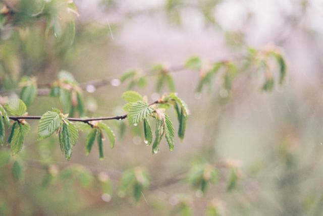 Colour photograph of some young spring leaves on a tree branch in the rain.

The branch closest to the camera is in sharp focus, and it has tiny green leaves spread in clusters along its length, with the remains of little pink buds at the centre of each cluster. Many of the leaves hang heavy with waterdrops. More blurred branches can be made out in the background. There are a couple of streaks of falling rain visible in the photograph.

The colour tones are cool soft spring greens, pinks and greys.