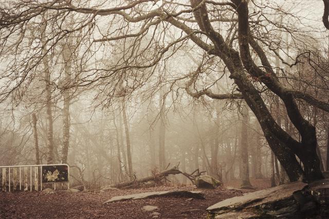 Foggy forest with some stones in the foreground and a kind of fence on the lower left side in the image