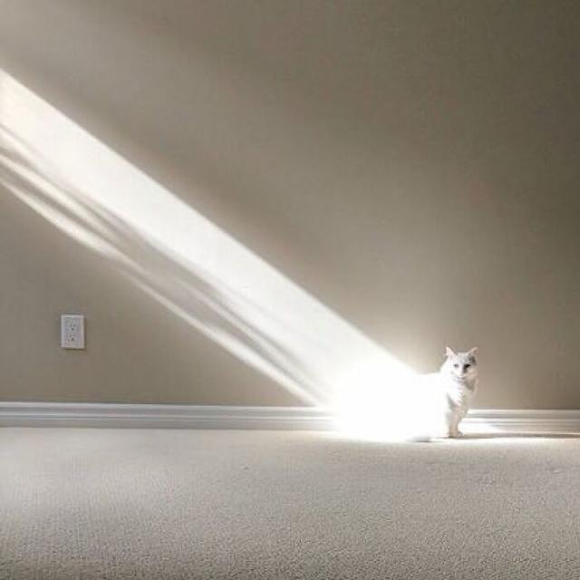 ethereal cat