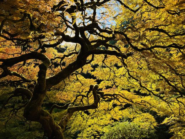 Japanese maple tree