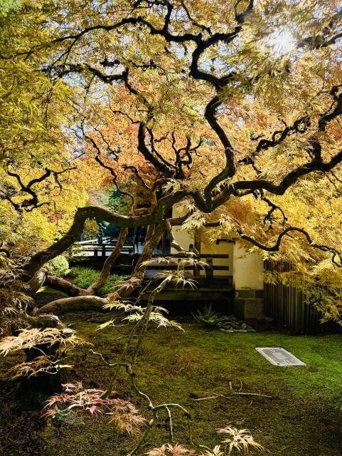 Japanese maple tree