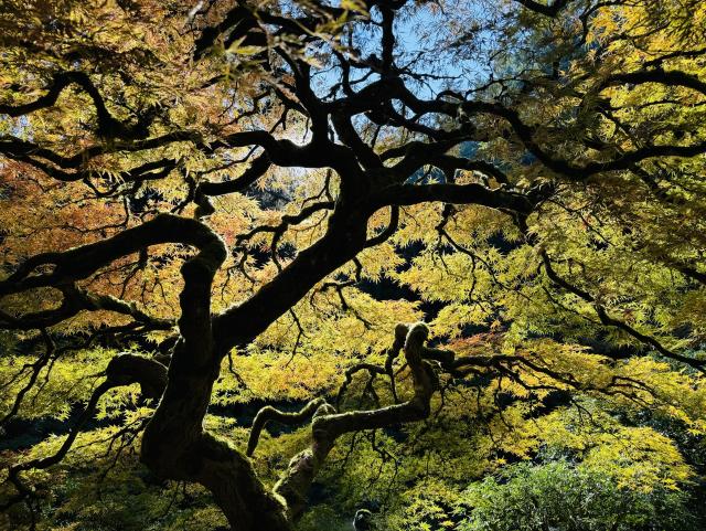 Japanese maple tree
