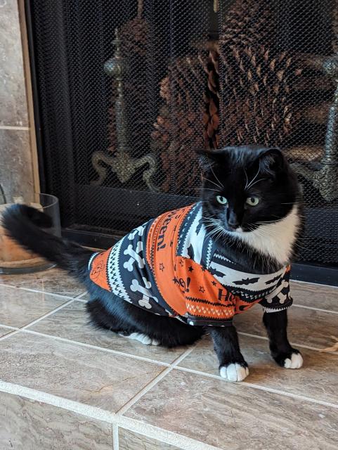 A black and white tuxedo cat looks uncertain about the Halloween shirt he is wearing.
