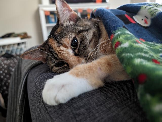a cat laying on a couch covered up with a blanket