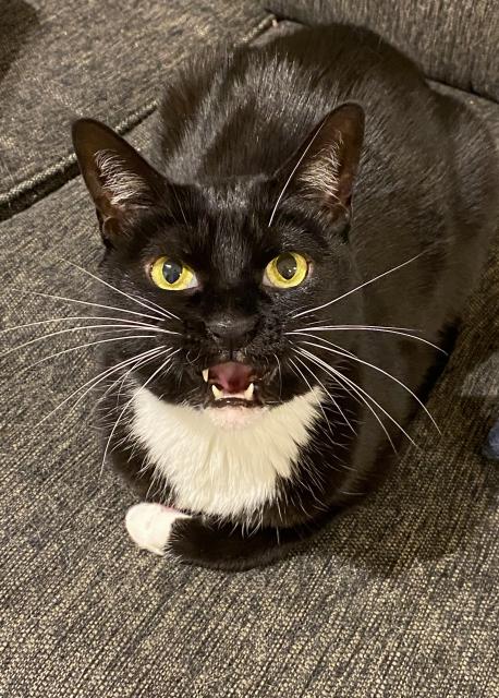 Dinah laying on the couch with her mouth wide open mid meow scream showing her 3 front teeth. She has bright green eyes and very long white whiskers that contrast against her black and white fur.