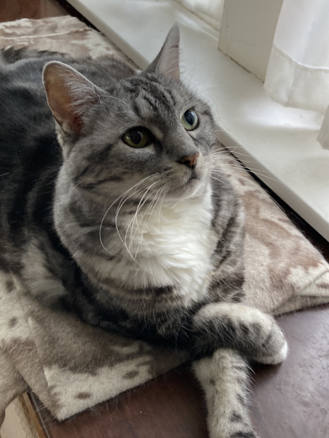 Silver and gray tabby with paws crossed