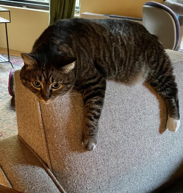 A short haired tabby on the back of a chair with her arm and leg dangling down