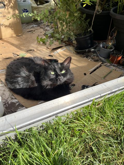 Erica, a black fluffcat, is sitting in the entrance to the greenhouse.