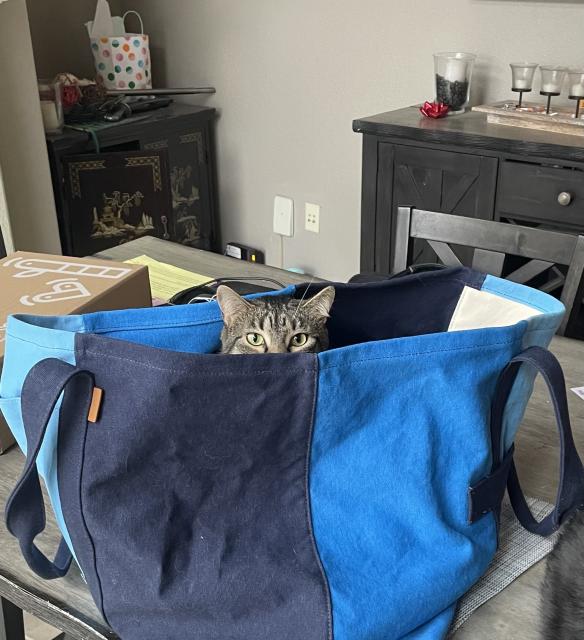 cat hiding in the travel bag…