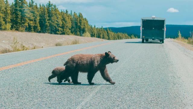 bears crossing road