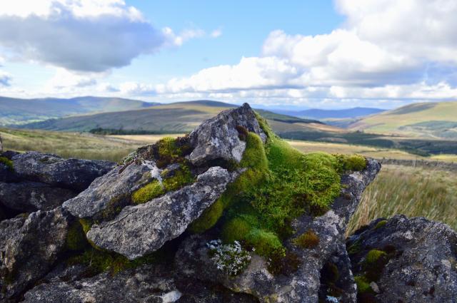The top of an old stone wall that is partly covered with some bright green moss and turquoise lichen. In the distance, patchy sunshine falls on a wide valley and distant hills - a feeling of expansiveness and fresh air!