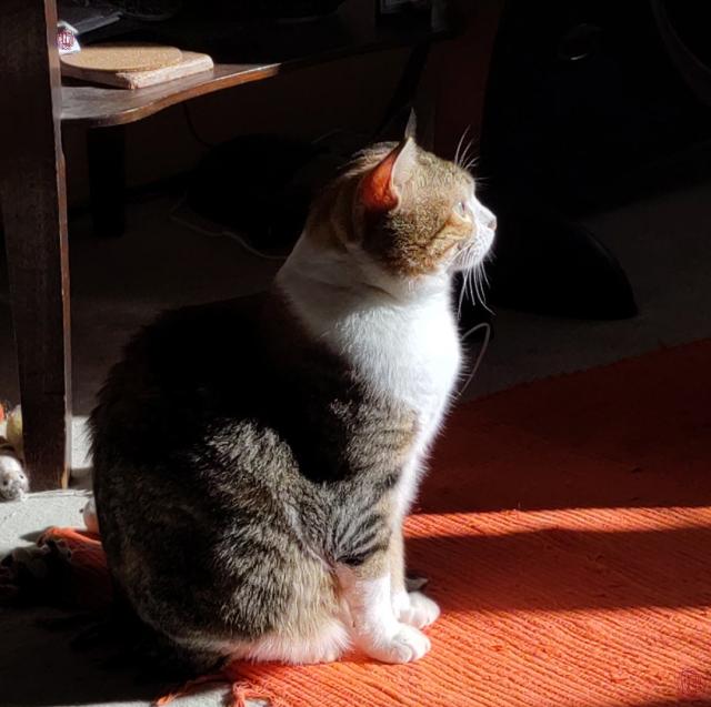 A sitting, tricolor cat, viewed from the side, with the sun shining on her. She is sitting on an orange rug, part of a table visible in the dark background. The cat is looking straight to the right, where the sunshine comes from (i.e. the balcony door), illuminating her pretty white chest fur, face and legs.  Very relaxed, silent, somber athmosphere. 