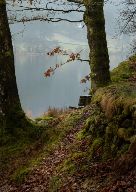 A wooden bench sits between two trese at the edge of a lake. Its a misty, wet day an the water on the lake is calm. There's a narrow path leading up to the bench covered with fallen leaves.