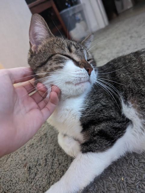davesprite the cat is leaning on a hand petting his cheek. he looks satisfied.