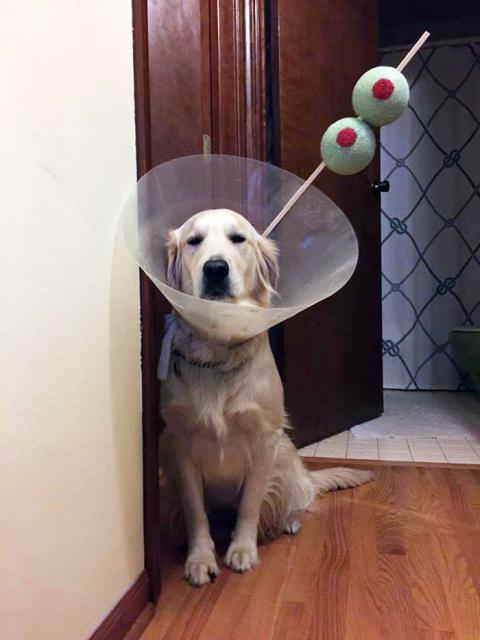 cone of shame