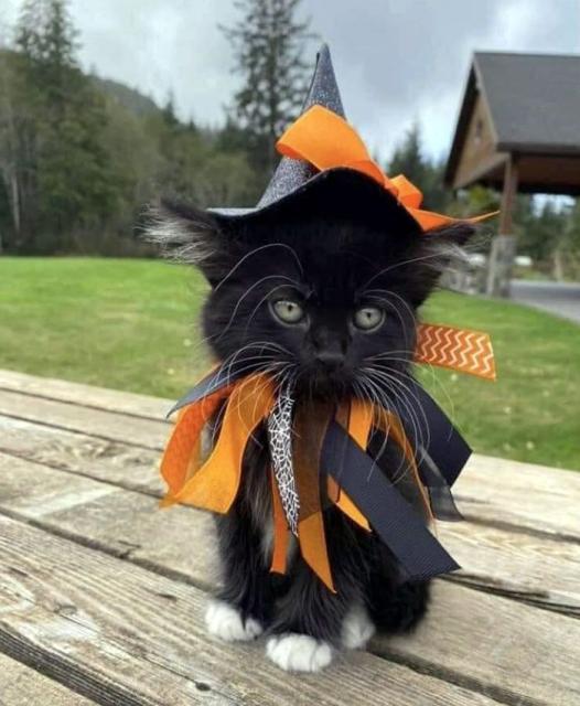 witch kitty