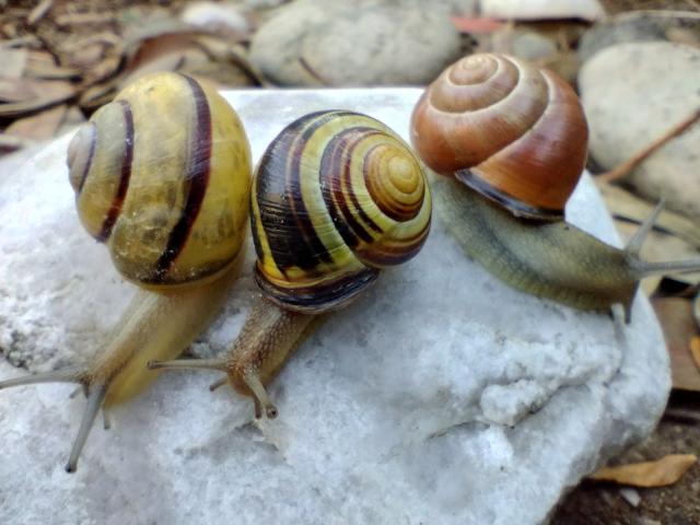 Three colourful snails on a rock. The middle one has a left coiling shell.