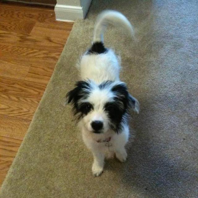 Adorable black and white terrier mix puppy in 2010