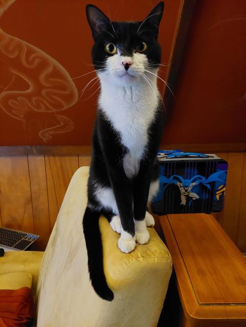 A tuxedo cat sitting at attention on the back of a beige armchair.