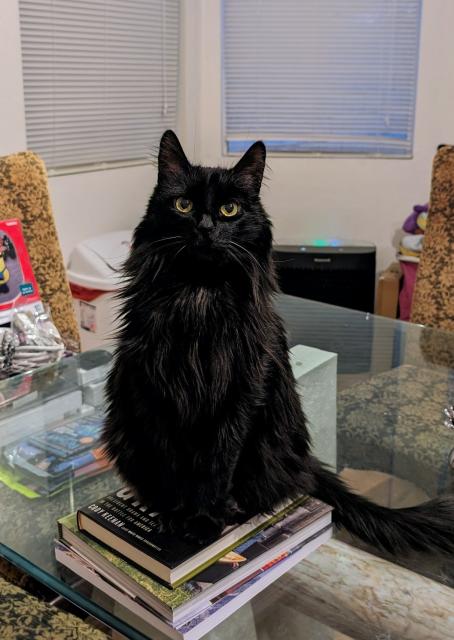 A long-haired black cat sits on a small stack of books while staring at the viewer.