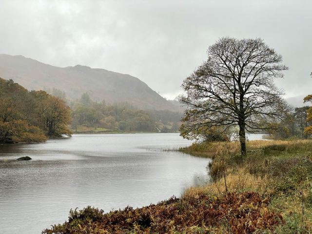 A view on Rydal Water, with a lone tree on the front, and a forest on the other side, as well as a mountain, everything in autumn colors. 