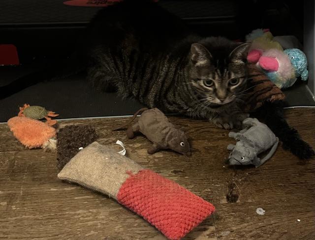 A tabby cat is laying under a shelf. She’s surrounded by a variety of cat toys