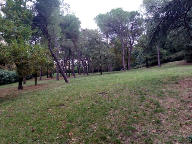 a small grove, slight slope higher on the right, cloudy daylight, the grove is enclosed by smaller hedges