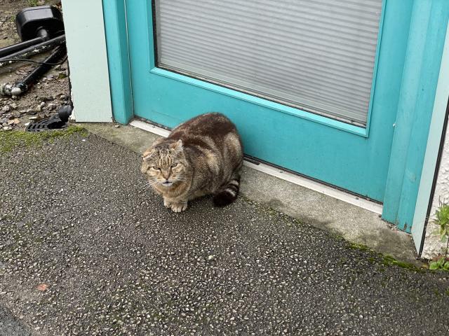 A tabby cat with a striped tail, with his paws under his body, making an extraordinarily round shape because also his ears are folded. 