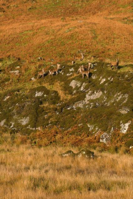 red deer on a hill