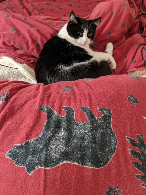 A tuxedo cat lies curled up on a red flannel sheet with black bears, snowflakes and pine trees printed on it.