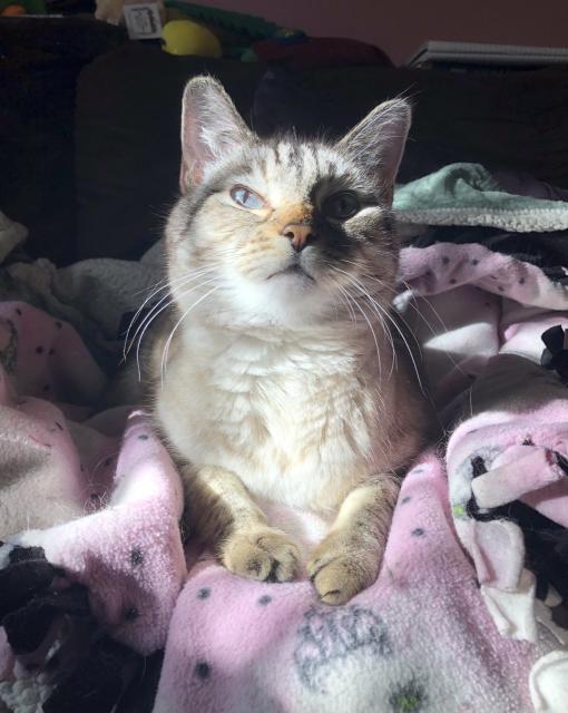A lynx point Siamese basking on his princess fleece, gentle paws in front of him, lying down with his chin raised into the sun. It illuminates the light fur of his chest and his golden nose, and sets off his whiskers. He is beautiful and beepable.