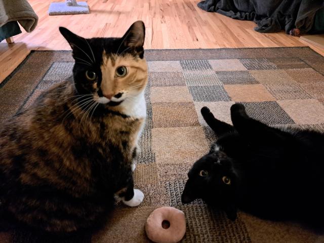 A calico cat sitting and looking off camera next to a black cat lying on his back. A donut toy is between them.