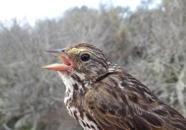 Picture of a Savannah Sparrow. A typical brown, streaky sparrow with yellow eyebrows. One of the sparrow species studied in my latest preprint (and my favorite!).