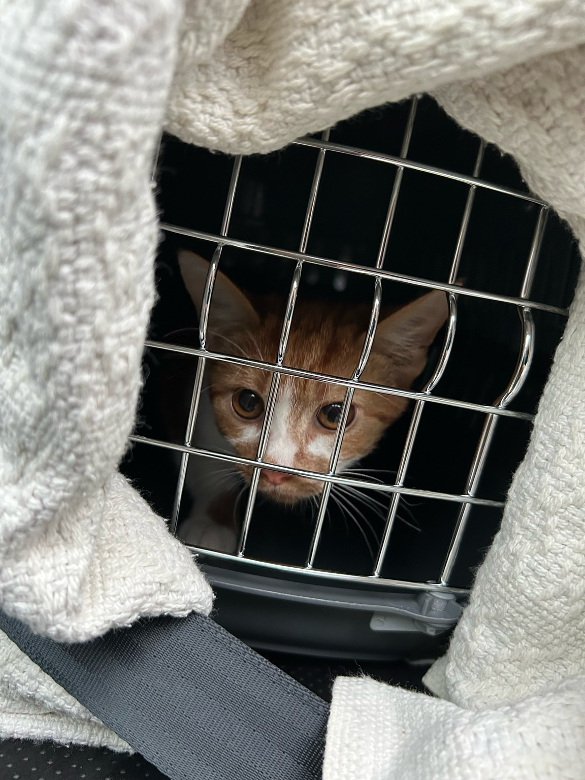 A little ginger kitten in a cat box, surrounded by a white blanket. 