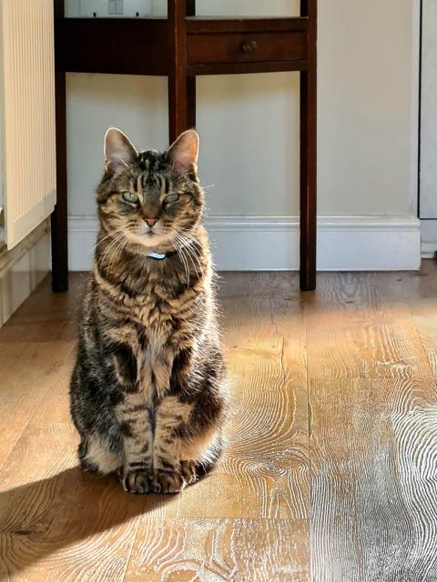 A grey tabby cat, named Captain Jack, sits on the floor looking directly to camera which is at the same height as him.
In a typical cat pose he has his two front paws neatly in front of him and his ears are directed forwards as he gazes towards us.
The sunshine is streaming in from behind him casting a shadow of him on the floor and highlighting his fur and fabulous whiskers.
